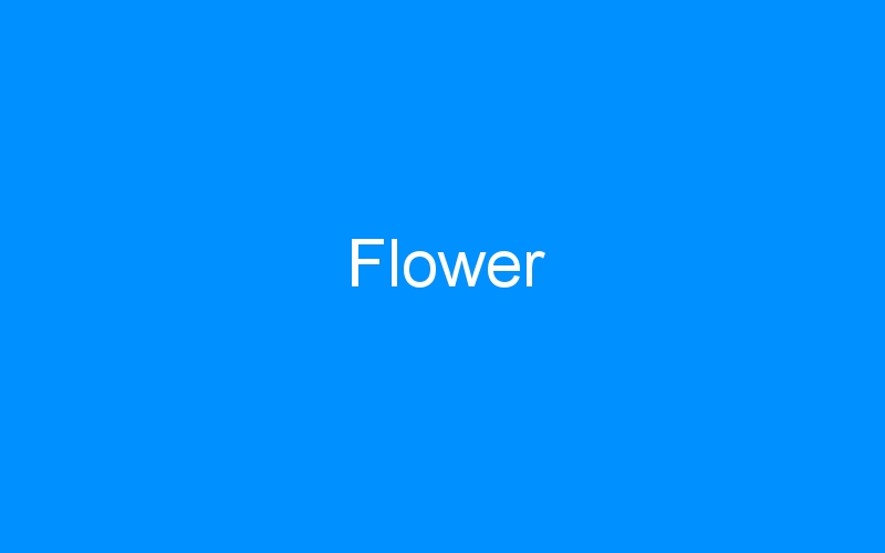 You are currently viewing Flower